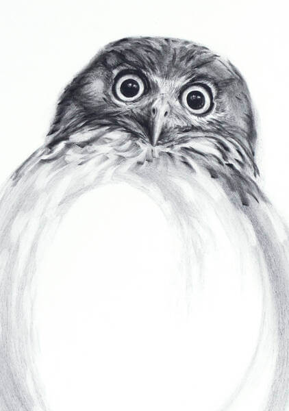 Barking owl in Zen