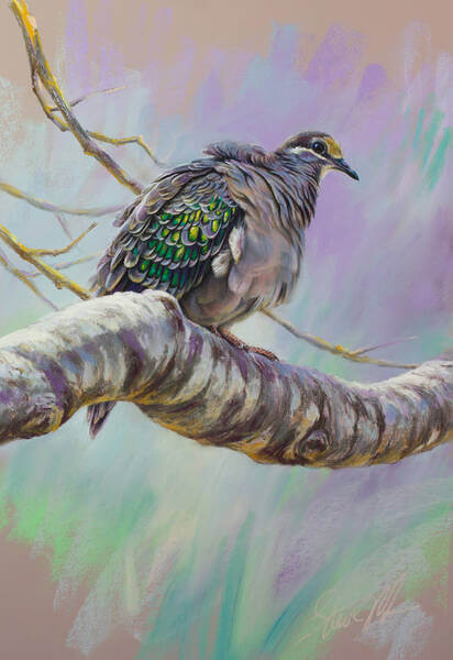 Bronze beauty  Common Bronzewing Pigeon