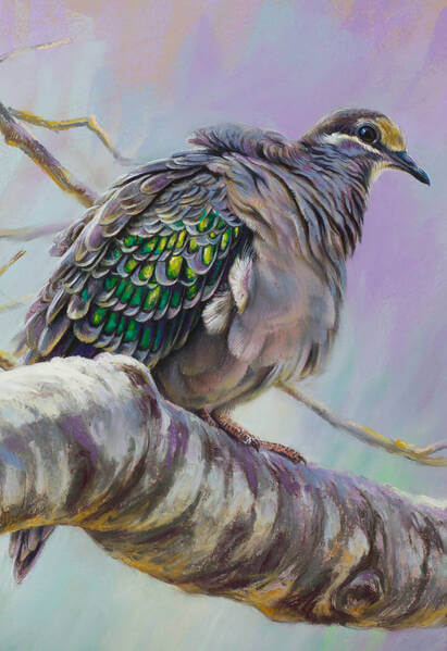 Bronze beauty  Common Bronzewing Pigeon