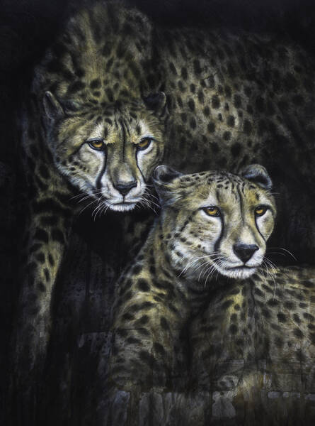 Cattitude  African cheetahs 