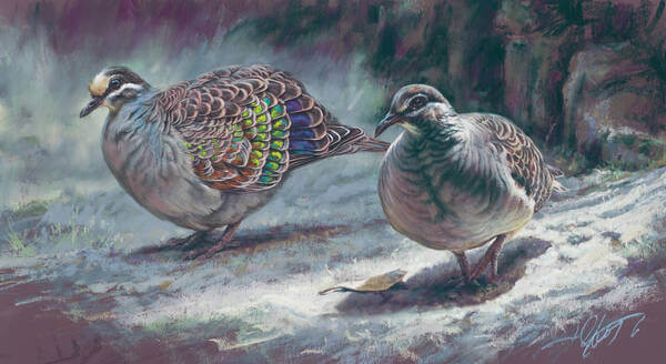 Circle dance andndash Bronzewing Pigeons