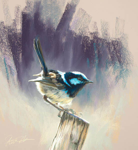 Dashing blue andndash male Superb Fairy Wren