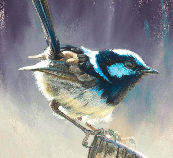 Dashing blue andndash male Superb Fairy Wren