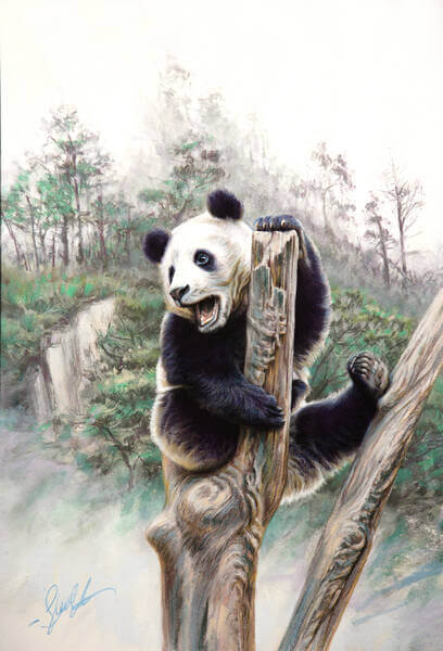 Dizzy heights andndash Giant Panda