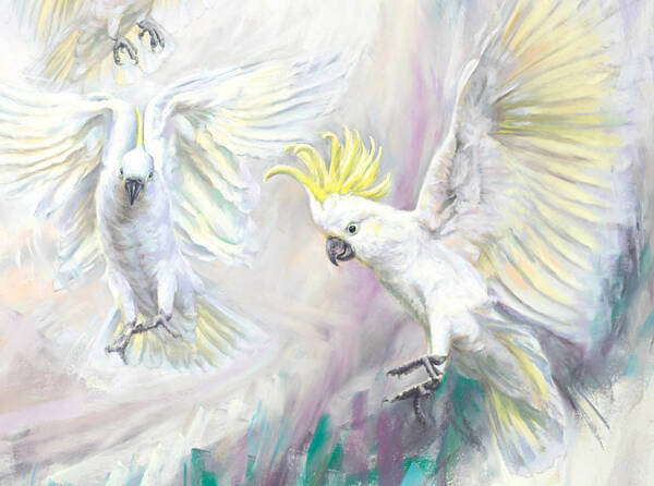 Down from the skies  Sulphur Crested Cockatoo 