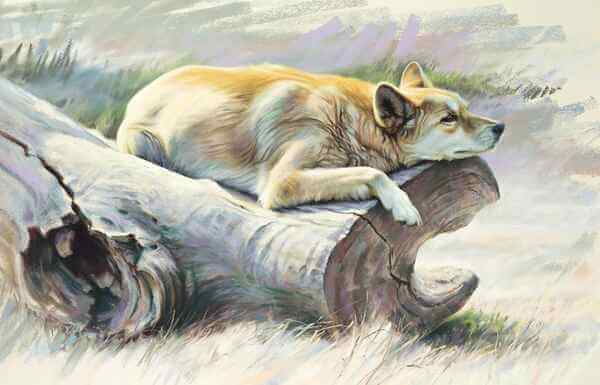 Down time – Australian dingo