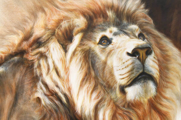 Duma  African Lion