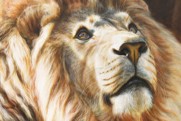 Duma  African Lion