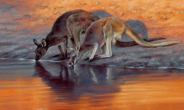 Dusk  Western and Eastern Grey Kangaroosandrsquo