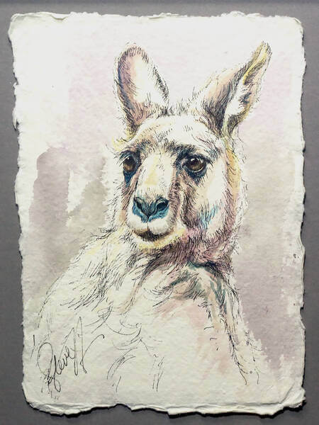 Eastern Grey Kangaroo study