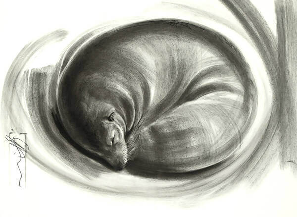 Enso  Long Nosed Fur Seal