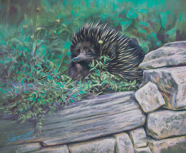 Exploring her garden andndash Echidna