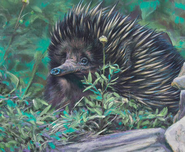 Exploring her garden andndash Echidna