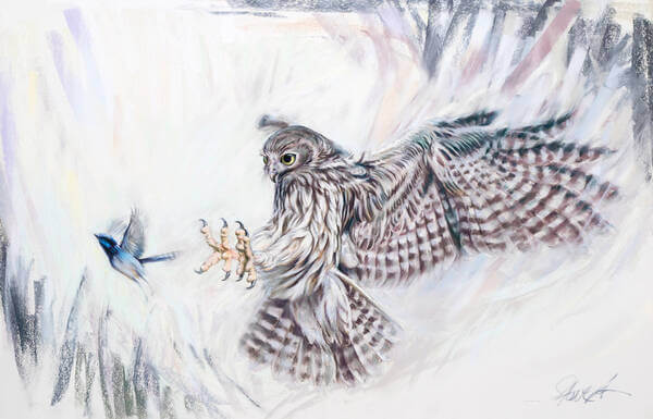 Hit and miss  Barking Owl and Superb Fairy Wren