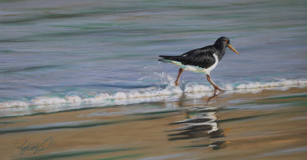 Hunting the edge  Pied oystercatcher 