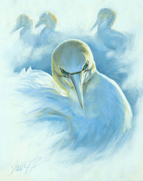 Luminance andndash Australasian Gannets