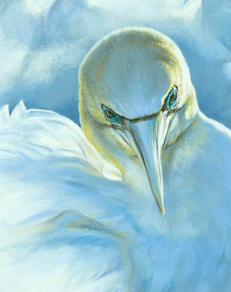 Luminance andndash Australasian Gannets