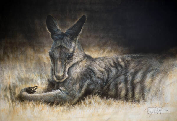 Meditation andndash Eastern Grey Kangaroo