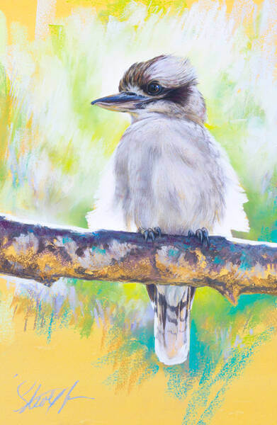 Morning gold  Laughing Kookaburra