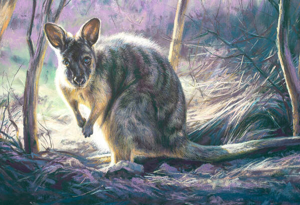 My secret Tammar Wallaby