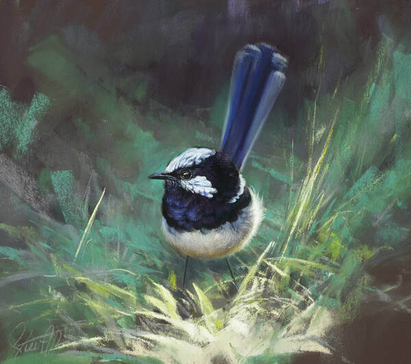 Natureandrsquos jewel andndash male Superb Fairy Wren