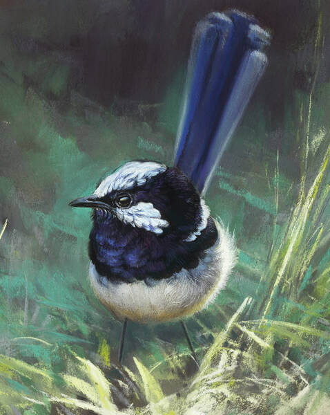 Natureandrsquos jewel andndash male Superb Fairy Wren