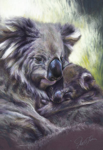 Nurturing the future  Koala mother and Joey
