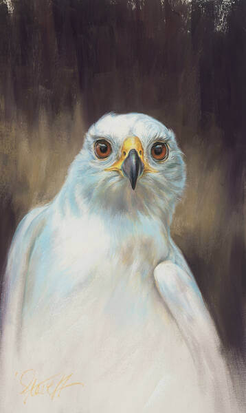 Olivia andndash Grey Goshawk white form