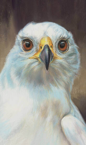 Olivia andndash Grey Goshawk white form