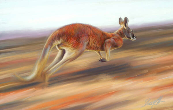 On the move  Red Kangaroo