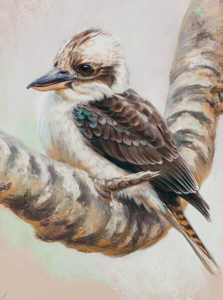 One of the family andndash Laughing Kookaburra