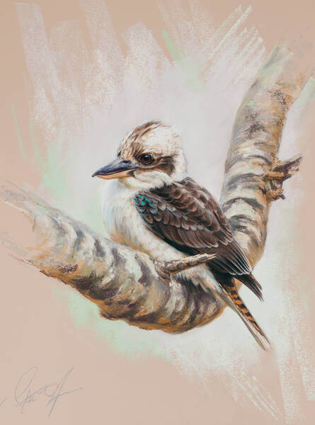 One of the family andndash Laughing Kookaburra