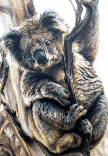 Our dearly loved Australian Koala