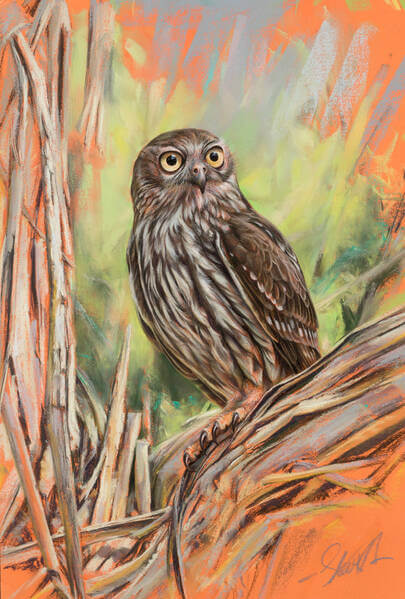 Portrait of Skeksi  Barking Owl