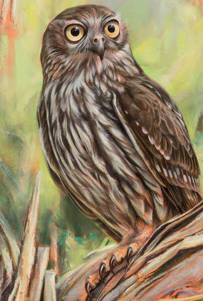 Portrait of Skeksi  Barking Owl