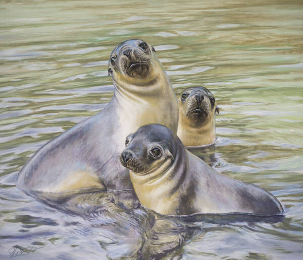 Rare Beauty - Australian sealions