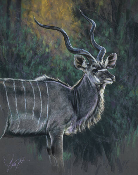 Standing proud  greater kudu 