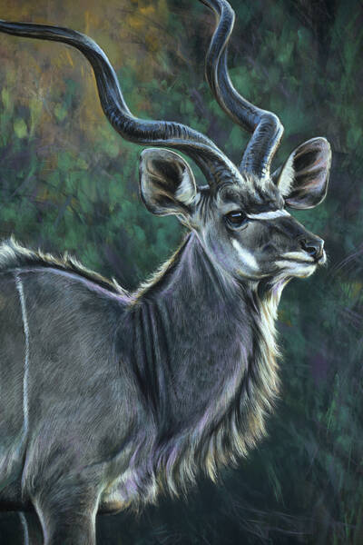 Standing proud  greater kudu 