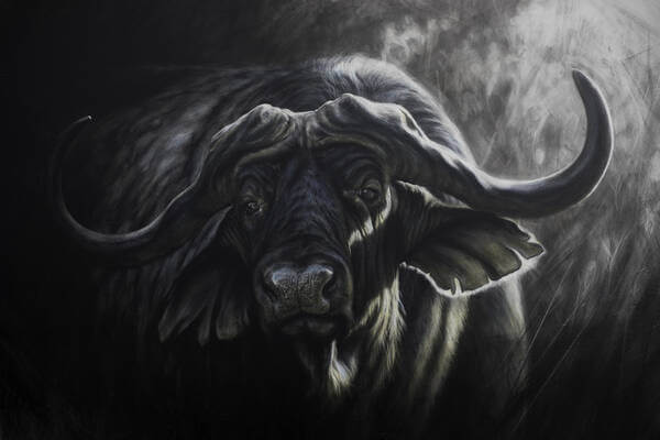 Standing strong  African Cape Buffalo Bull