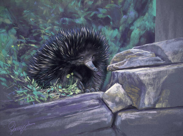 Survivor - Short beaked echidna