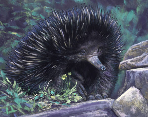 Survivor  Short beaked echidna