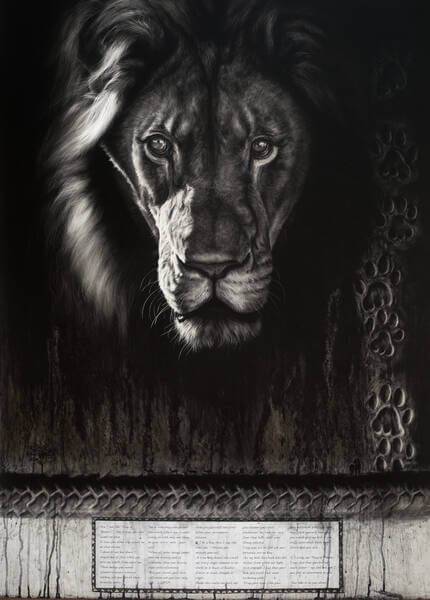 Tears of the lion andndash African Lion