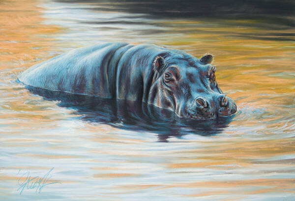 The dance of morning light  River Hippopotamus