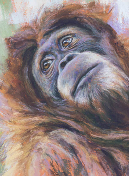 The essence of beauty andndash Orangutan
