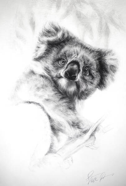 The face of innocence andndash Young Koala