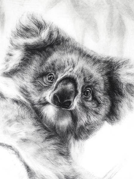 The face of innocence andndash Young Koala