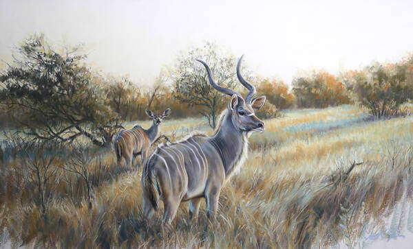 The golden hour  Greater Kudu