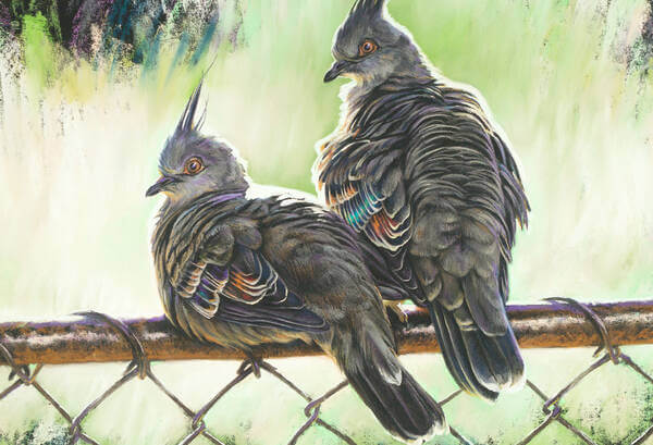 The home gate  Crested Pigeons