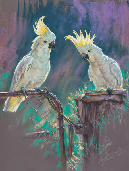 The old back gate  Sulphur Crested Cockatoos