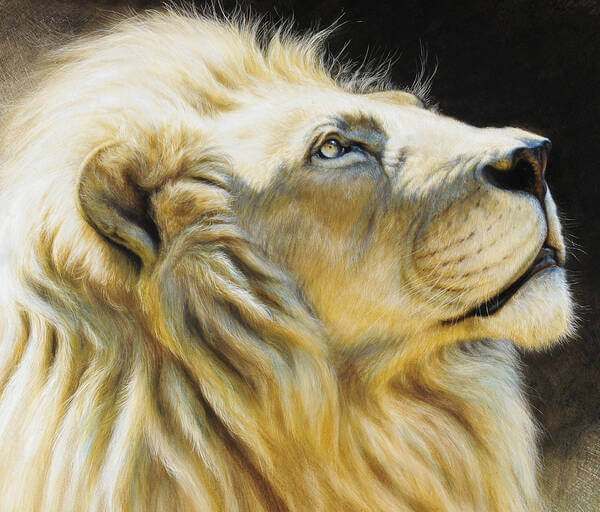 Timbavati white andndash African Lion